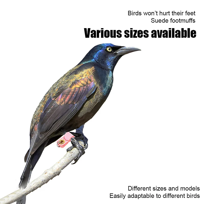 Pet Parrot Leg Ring Ankle Foot Chain Bird Ring Parrot Foot Clasp Foot Sleeve Bird Foot Live Buckle Rings Bird Accessories