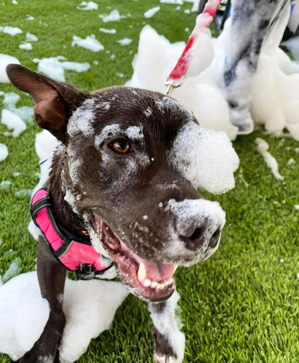 1200W Party Foam Machine, Pool Water Toys for Kids & Adults, Bubble Machine with 3pcs Foam Granules and Water Tank, Holiday & Bi