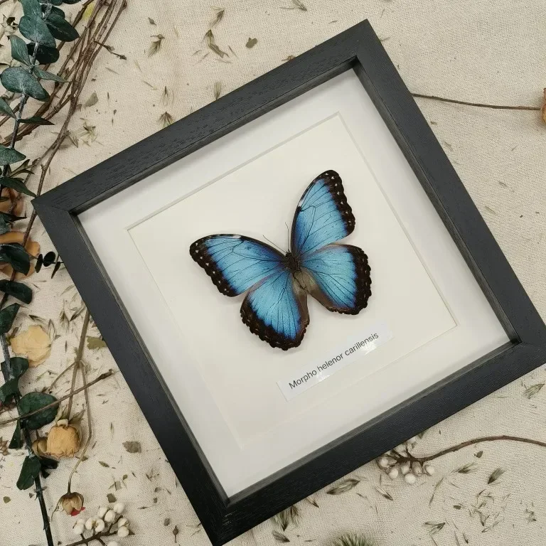 Morpho Menelaus Blue Flash Butterfly Real Butterfly Specimens Wings Have Spread Out Entomologist Insect Lover