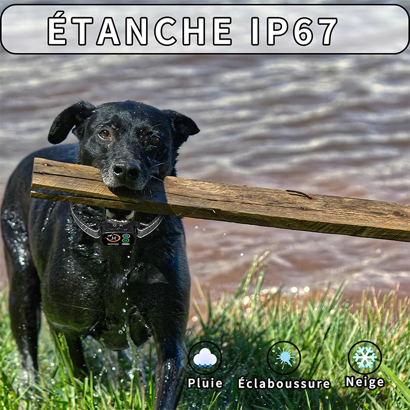 Thumbnail 4 - #8 Trending LED Dog Collars Right Now