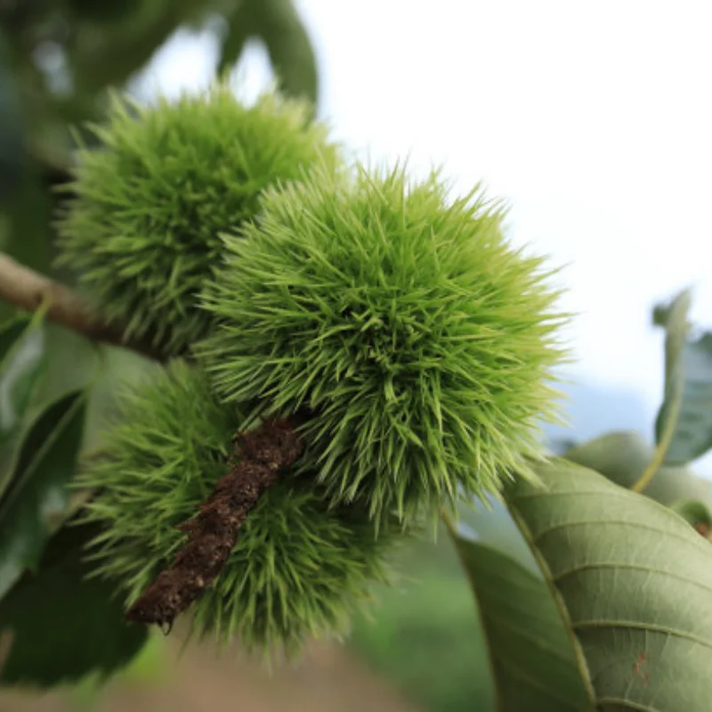 

Для MJX Hyper Go 14301 14302 14303 1/14RC автомобильная металлическая передняя стойка корпуса, фиксированная стойка, обновленные детали и аксессуары