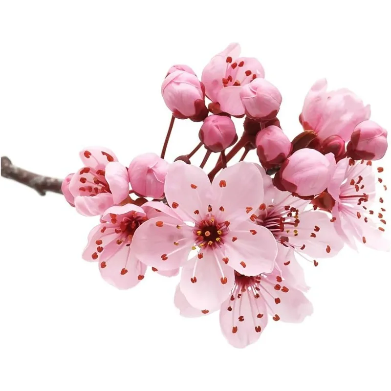 Creative Pink Cherry Blossom Car Sticker, Waterproof Vinyl Decal for Fridge, Desk, Cabinet, Laptop, Tumbler, Smooth Surfaces