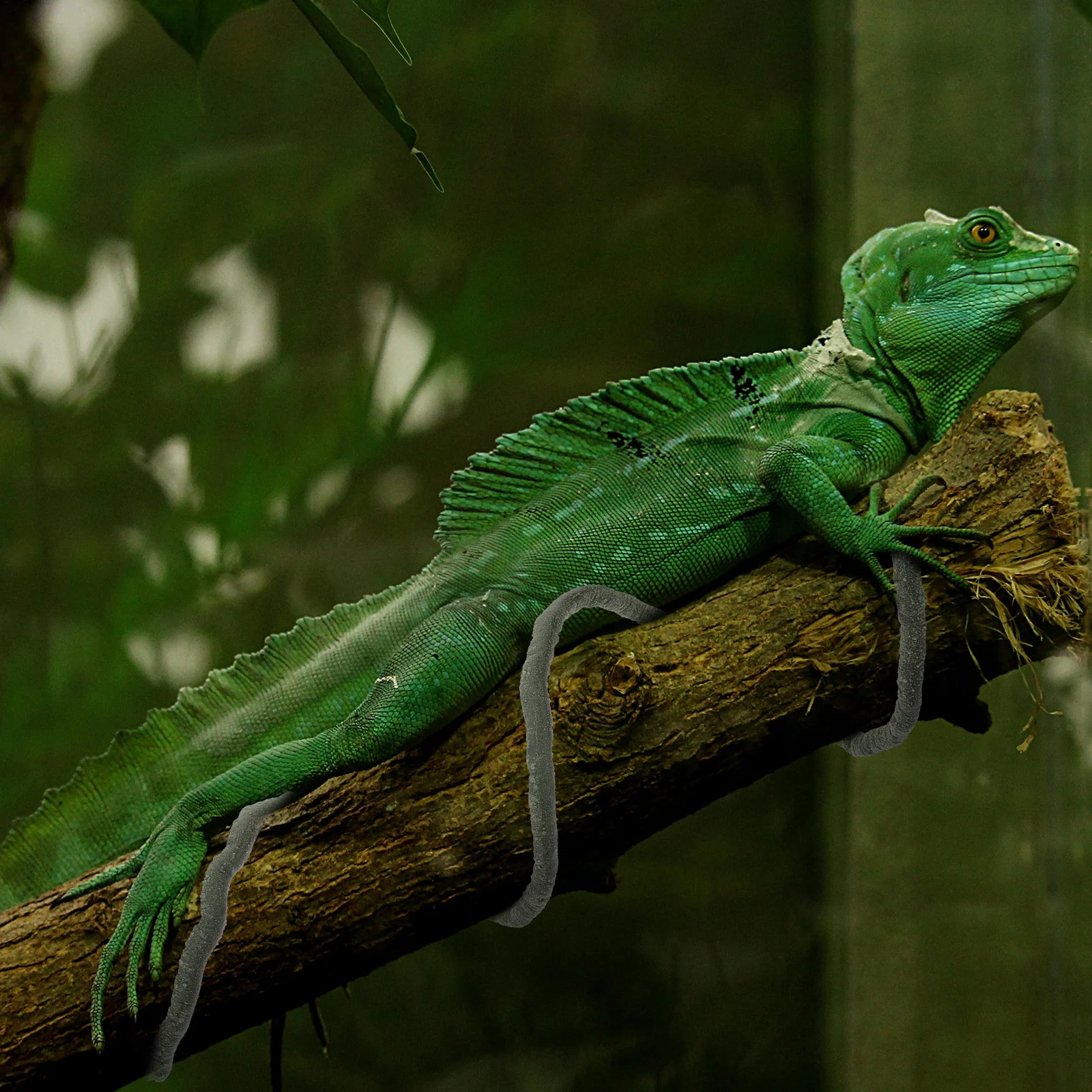 

Simulated Dead Vine Artificial Reptile Climbing Plant Terrarium Landscape Decor Reptile Tank Accessory Lizards Snakes Geckos