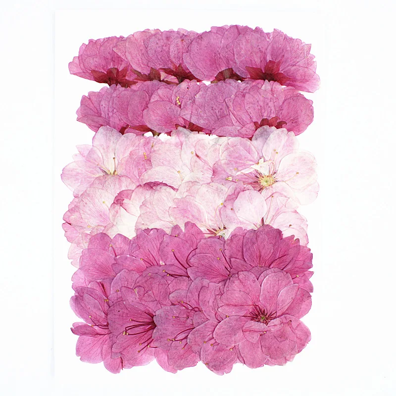 

Large Cherry Blossom with Branches Combination Package Real Flower Pressed Flower Specimen Face Flower Petals Makeup Pressed Flower Table Lamp Candle Photo Frame Painting Dried Flower DIY Material Package