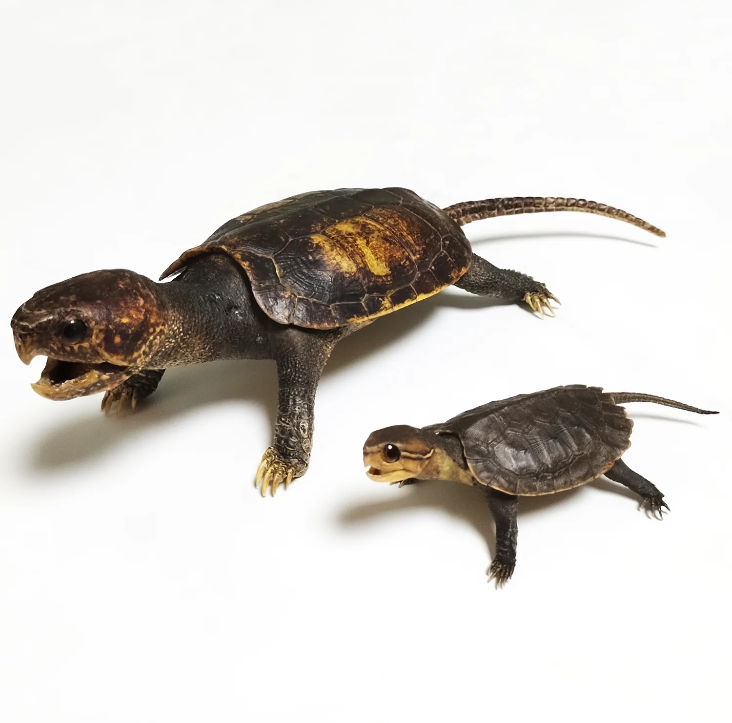 Big-headed Turtle Taxidermy Authentic Animal Bones Specimen Handicrafts Collectors for Science Education Unique Gifts