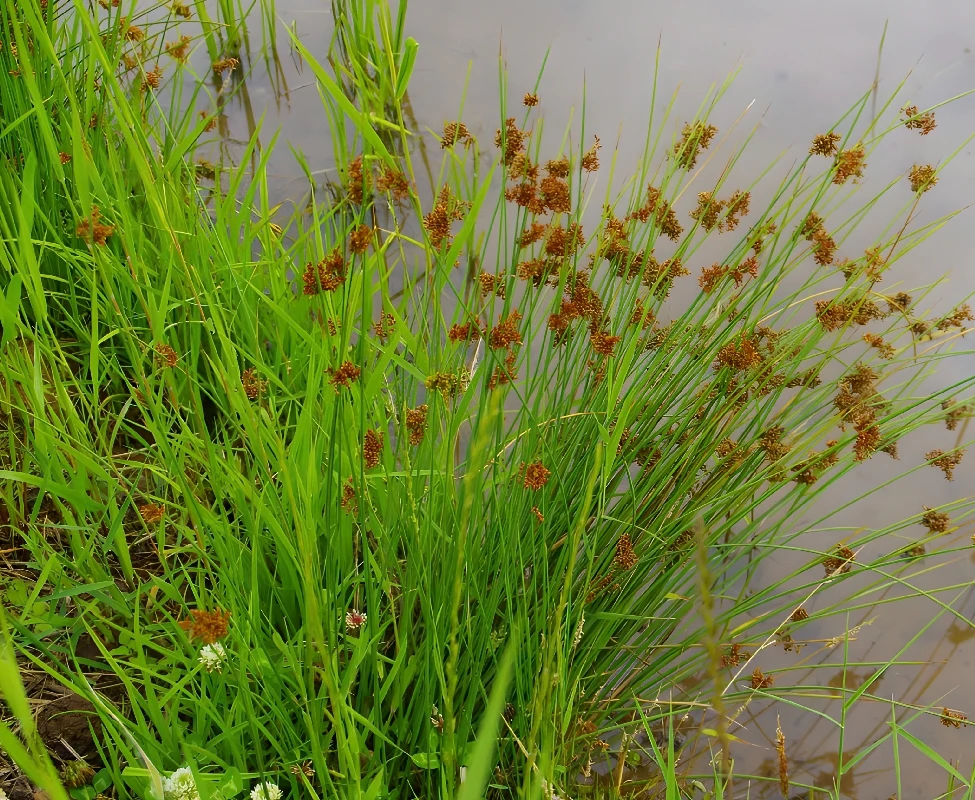 

No Screen Smart Bracelet Health Monitoring Heart Rate Blood Oxygen Monitor Waterproof Sport Fitness Tracker Men Women Wristbands