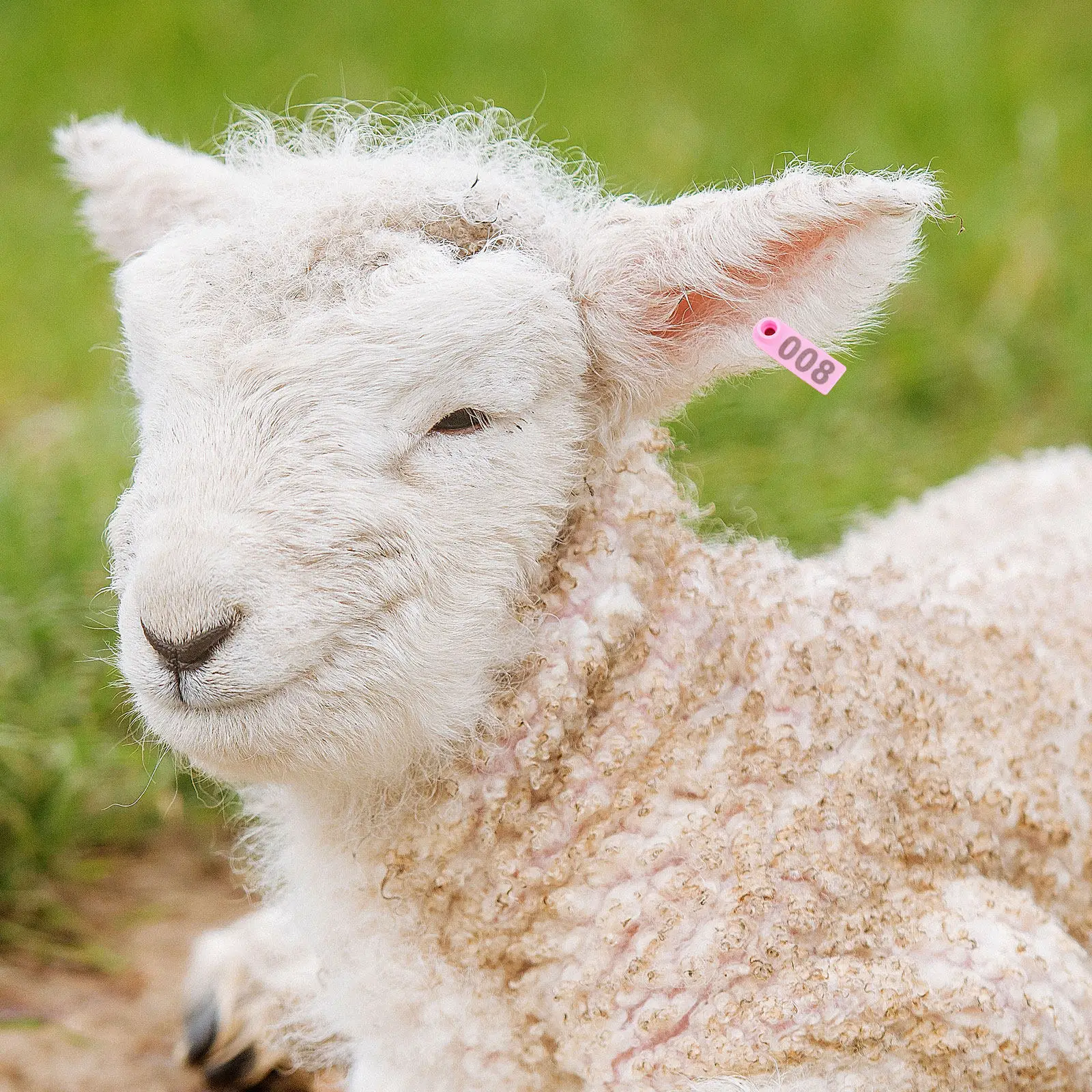 100Pcs Farm Animal …