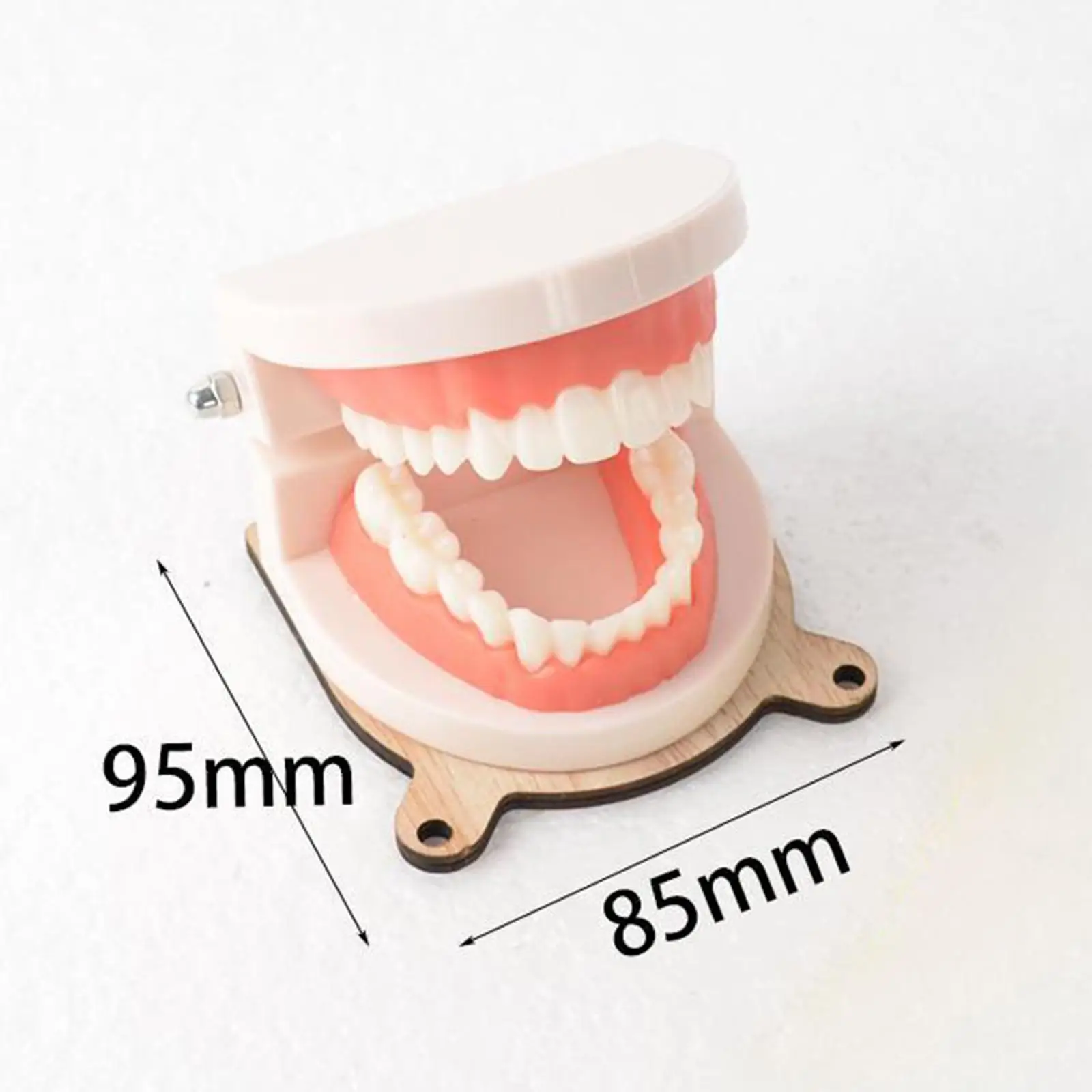 Montessori Practical Life Brushing Teeth Model for Children Preschool Toys