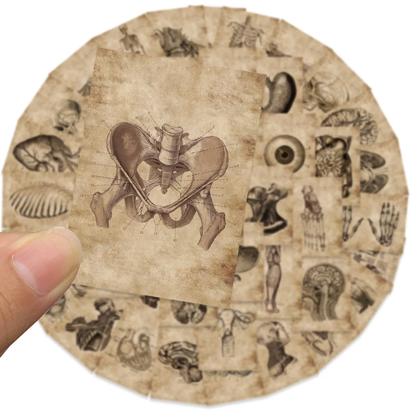 New 56pcs/set Human Body Organ Stickers Waterproof Sticker Anatomy Map Decals For Water Bottle Laptop Luggage Phone