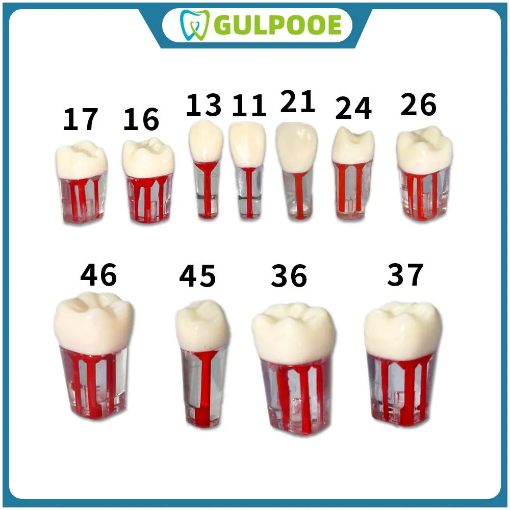 

GULPOOE1Pcs Dental Endodontic Root Canal Practice Model Endo Rct Practice Pulp Clear Resin Teeth Dentistry Replace Endo Training