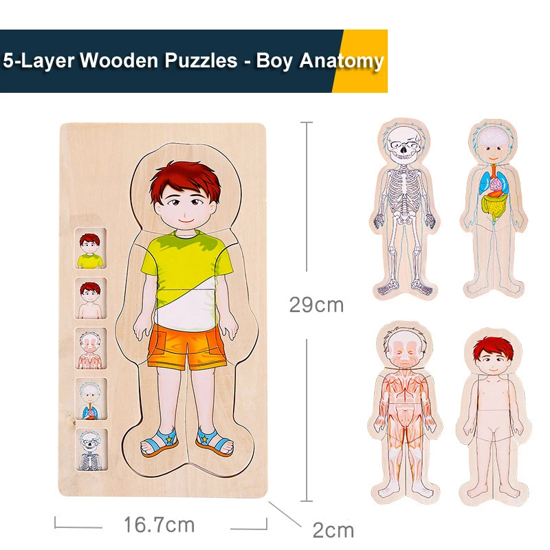 Wooden Body Puzzle for Toddlers Girls Anatomy Puzzle Kid Play Set Human Body Puzzle for Kids  Educational Learning Preschool Toy