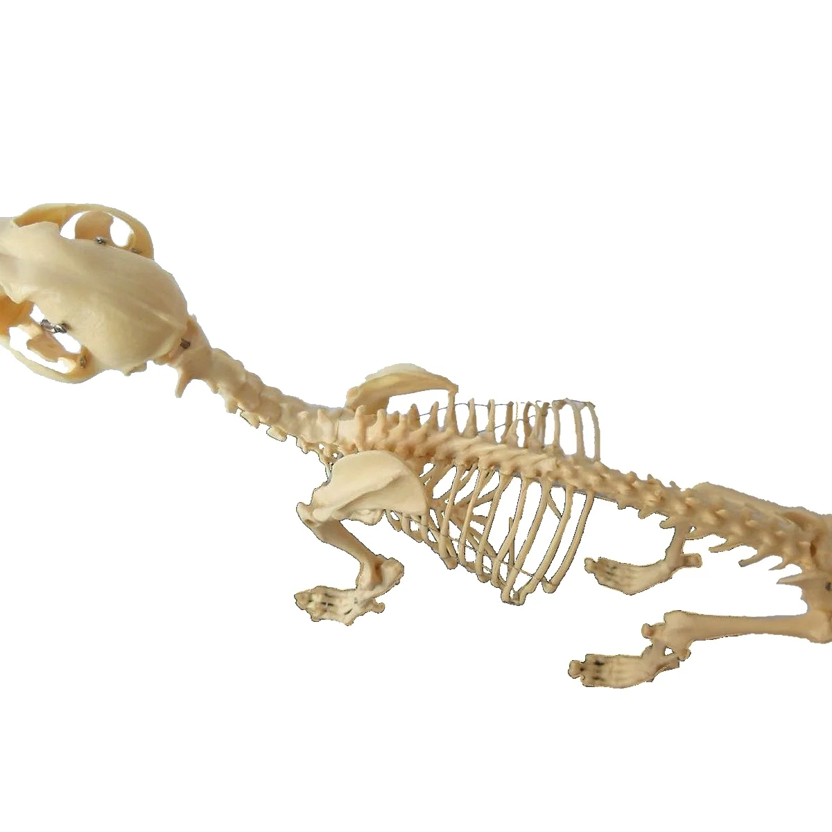 Dog skeleton model Pet Orthopedic Instruments canine specimens teaching skeletonAnatomy Lab Feline Skeleton Fixed Articulation