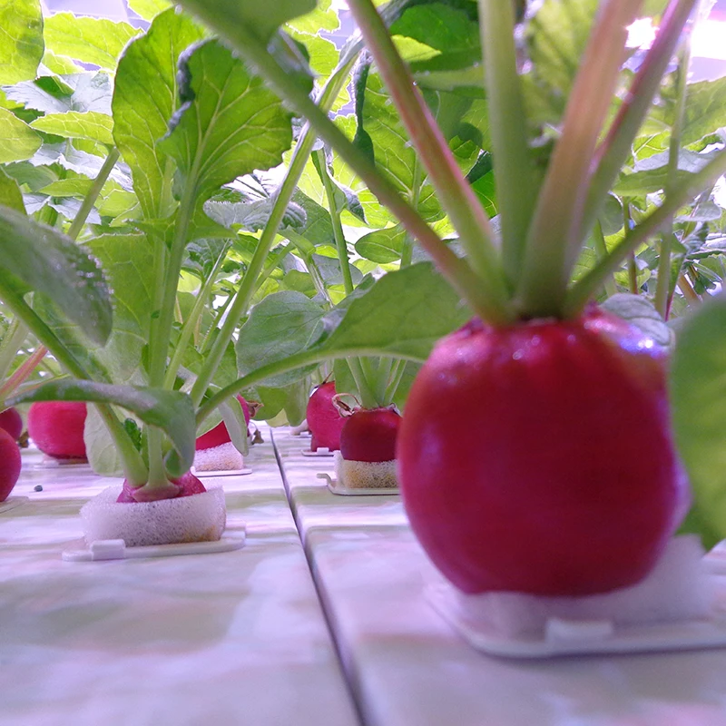 Nowy inteligentny system sadze – Hydroponic Kit recenzja i cena