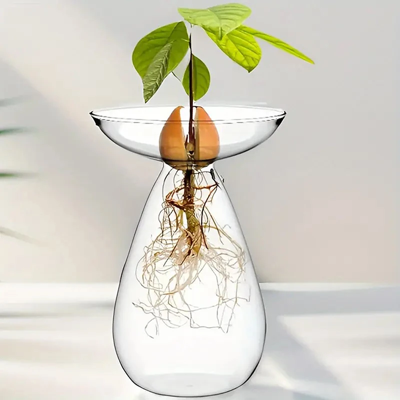 Colorful Transparent Glass Avocado Hydroponic Vase Avocado Seed Starter Vase for Home Desktop Plant Decor