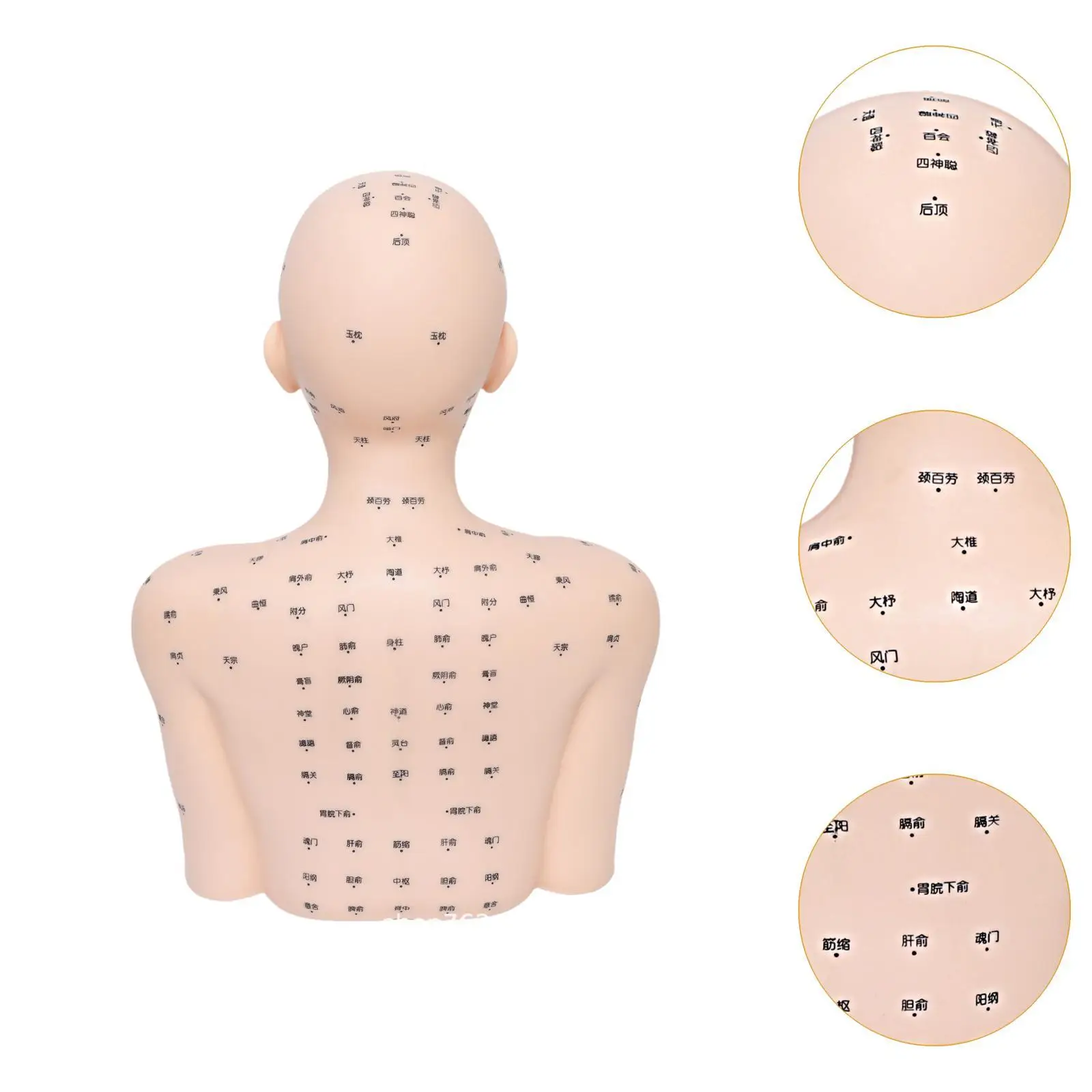 تدليك عارضة أزياء رئيس التجميل نموذج الممارسة للتدريب على تدليك التمريض