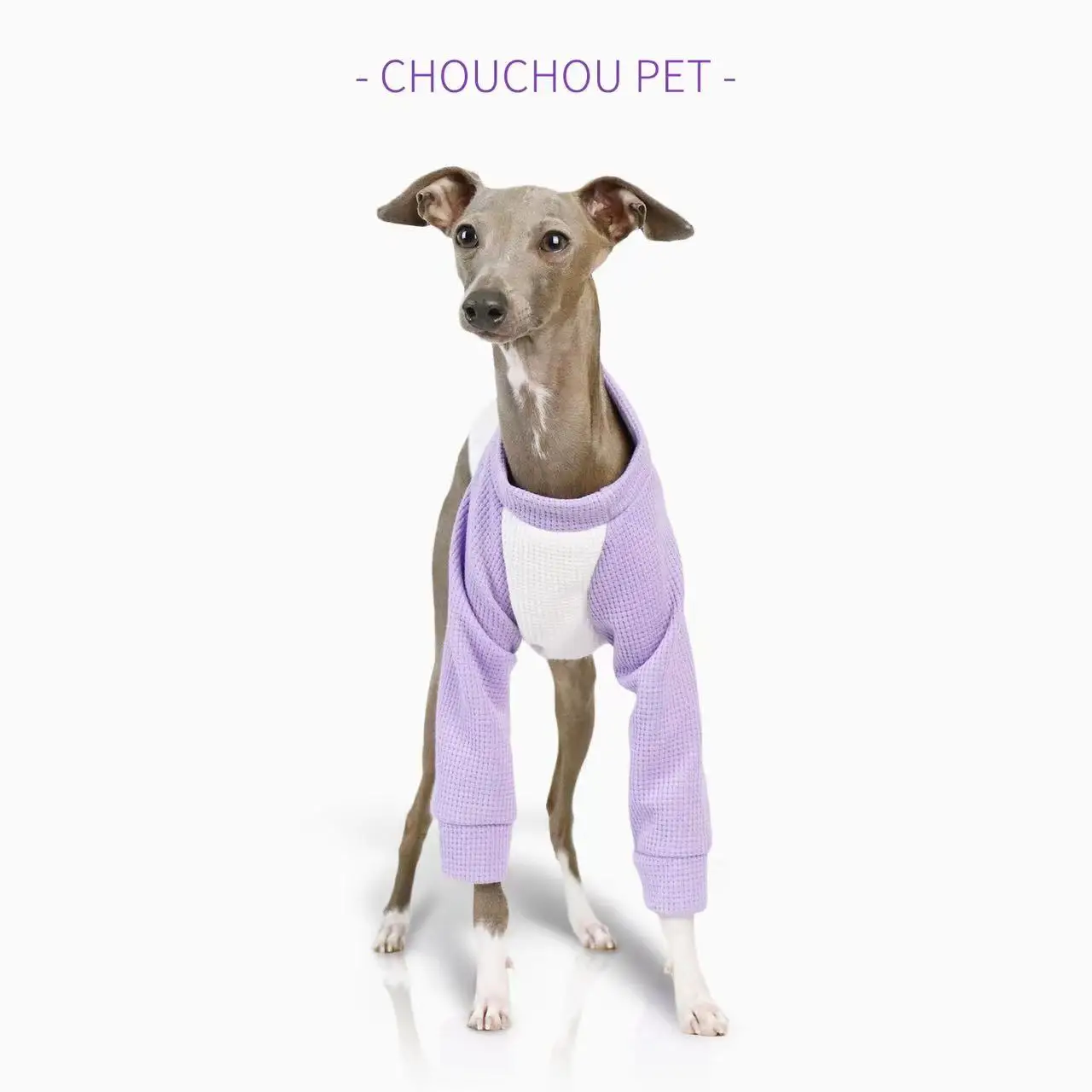 iggy Summer pet puppy clothes cotton color matching thin dog sportswear cute color matching Whippet medium dog clothes