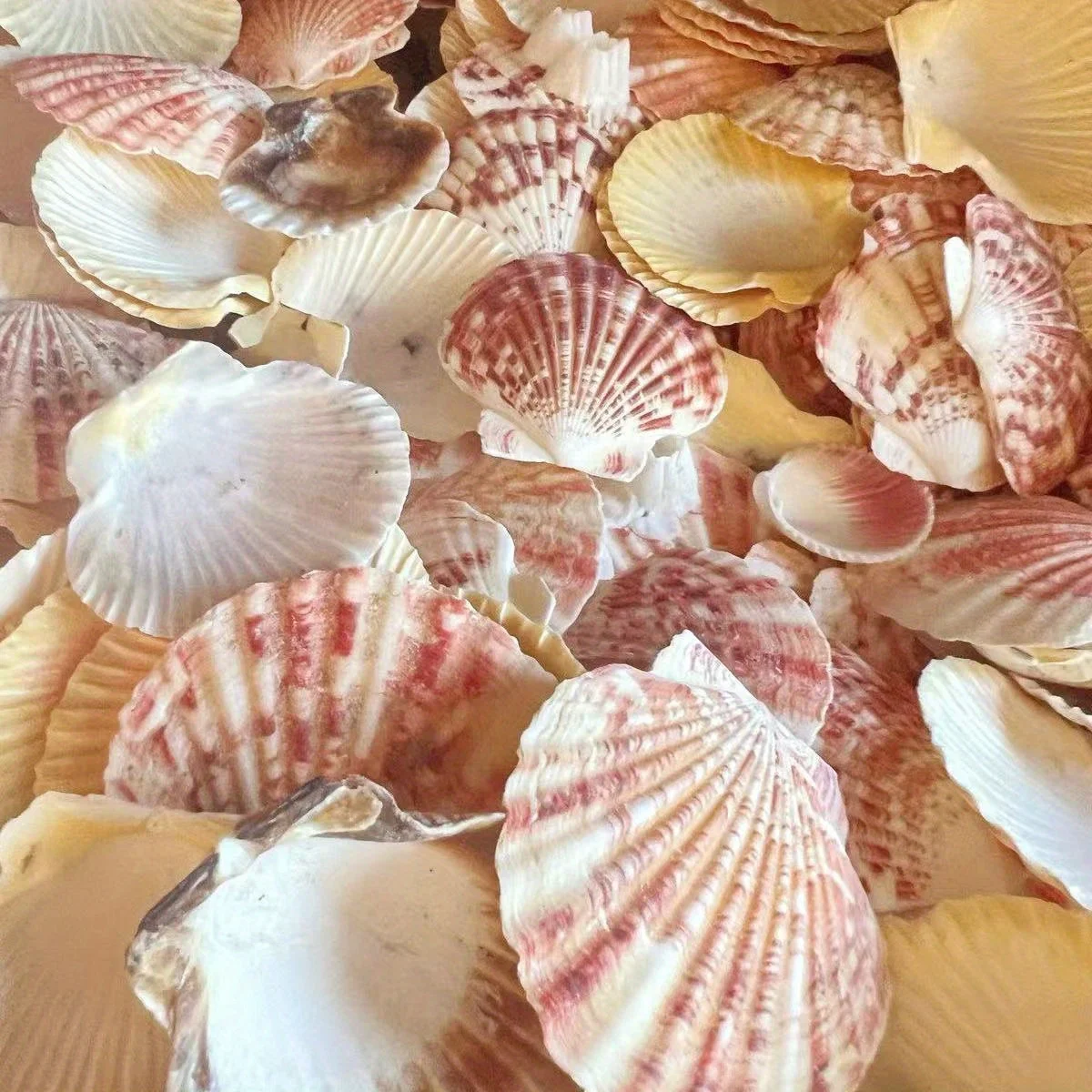 50 Uds. Conchas de mar rosas naturales de 3-5cm para manualidades navideñas, decoración de boda en la playa y regalos navideños