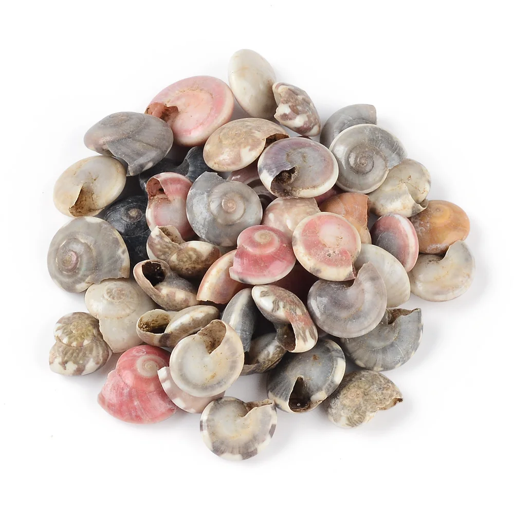 26g natural conch shell mini conch corn screw box wall decoration DIY aquarium landscape shell jewelry DIY craft image 4
