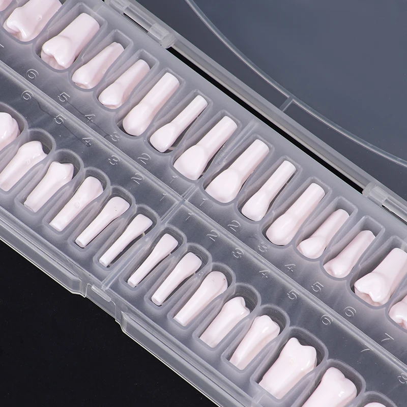 32pcs Dental Teeth Model Removable  Technician Practice Replacement Teeth For Studying Training Practice Teaching Demo