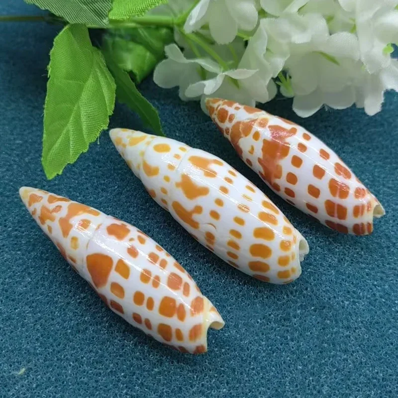 Natural Bullet Snail Seashell 6-7cm Rare Sea Shells for Home Aquarium Decoration Unique Craft Accessories