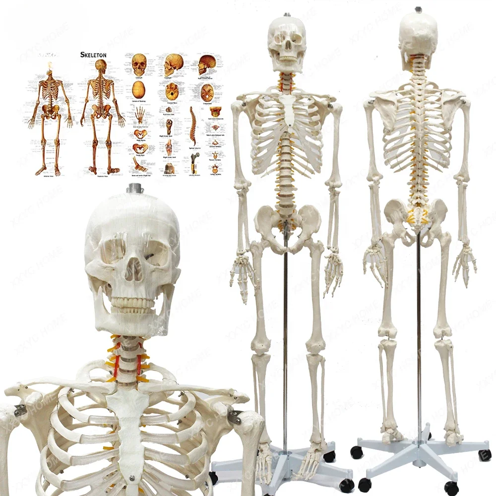 FRT001 Human Skeleton Model 176CM Life Size Clear Bone Texture Include Nerve Roots Plastic Anatomical Teaching Tool