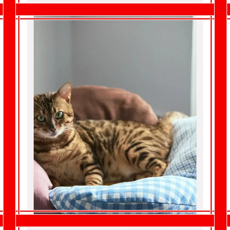 

Petal cushion, acrylic breathable seat cushion, cute petal cushion, human pet can be used