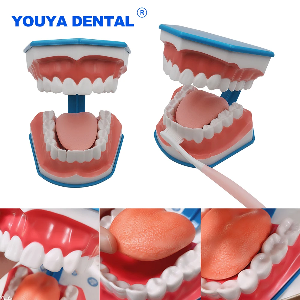 Dental Standard Model zębów nauczanie gumy Model studium technika praktyka sprzęt stomatologiczny edukacyjne narzędzie demonstracyjne