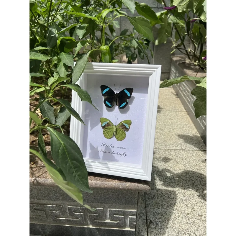 Nessaea Hewitsonii Butterfly Framed Ornament, Same‑Variety Front & Back Wing Display, Tabletop Decor, Birthday Valentine Gift