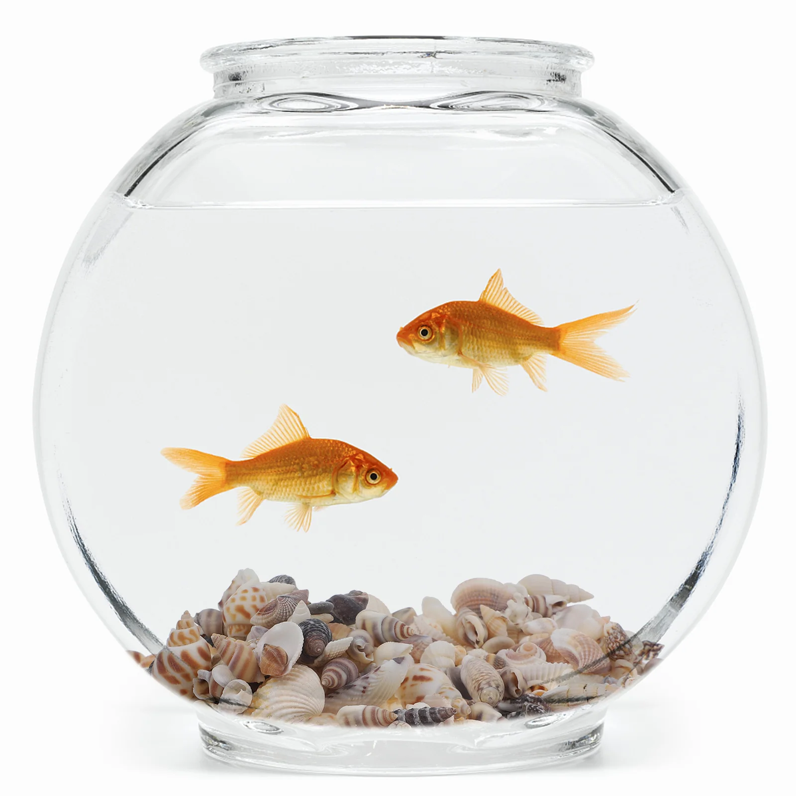 

5 Boxes Small Natural Sea Shells DIY Craft Materials Tiny Conch Decor Seashells for Jewelry Making Aquarium Decoration