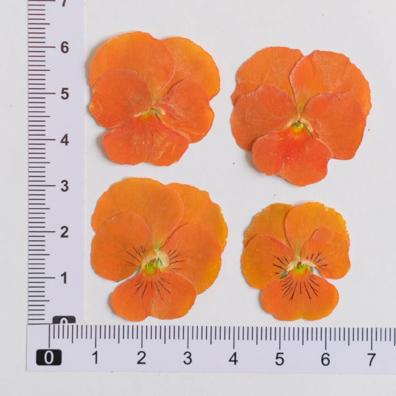 Nature Pansy Epoxy Plowers DIY حافظة الهاتف المحمول المرجعية بطاقة المعايدة ، زهرة مجففة تنقش بالتنقيط الغراء مجوهرات ، ماكياج البتلة ، 12 قطعة