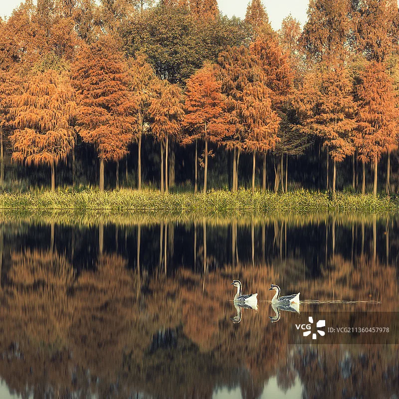 Runcam O4 Coaxial C… - image