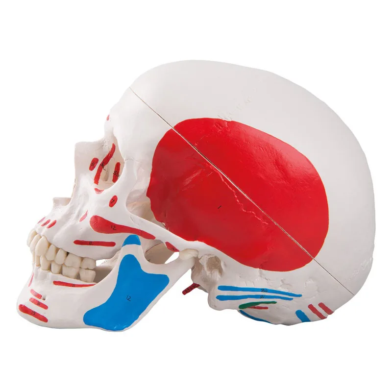 Colored Human Skull Head Anatomy Model Medical Teaching Tools Drop Shipping