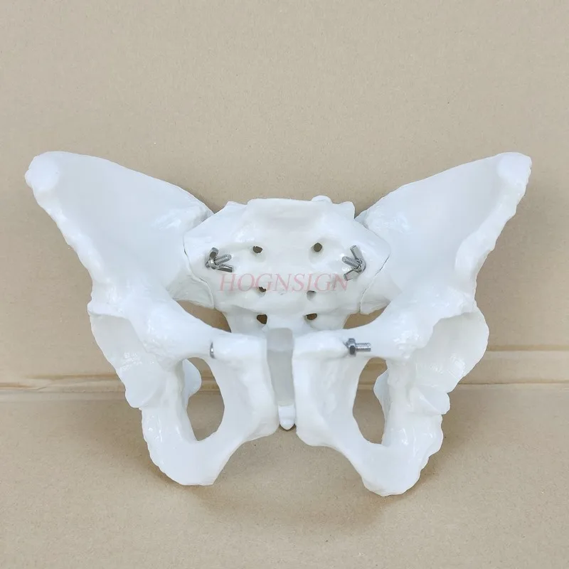 

Female pelvis model human adult pelvis bone gynecology and obstetrics midwifery teaching pubic sacrum stereo model