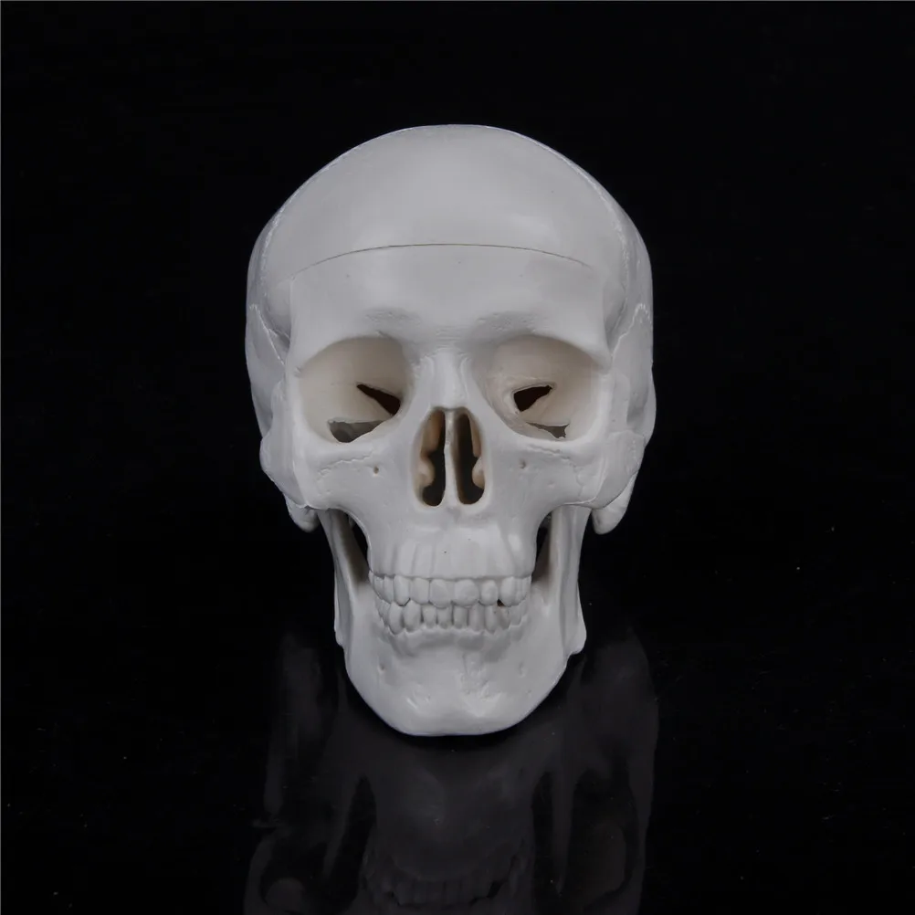 Teaching Mini Skull Human Anatomical Anatomy Head Medical Model Convenient