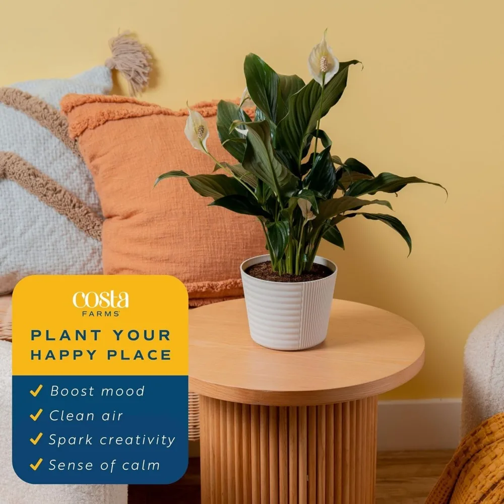 Tanaman Peace Lily Hidup dalam Pot Dekoratif, Tanaman Hias Penjernih Udara untuk Dekorasi Rumah atau Kantor, Tinggi 14-24 Inci