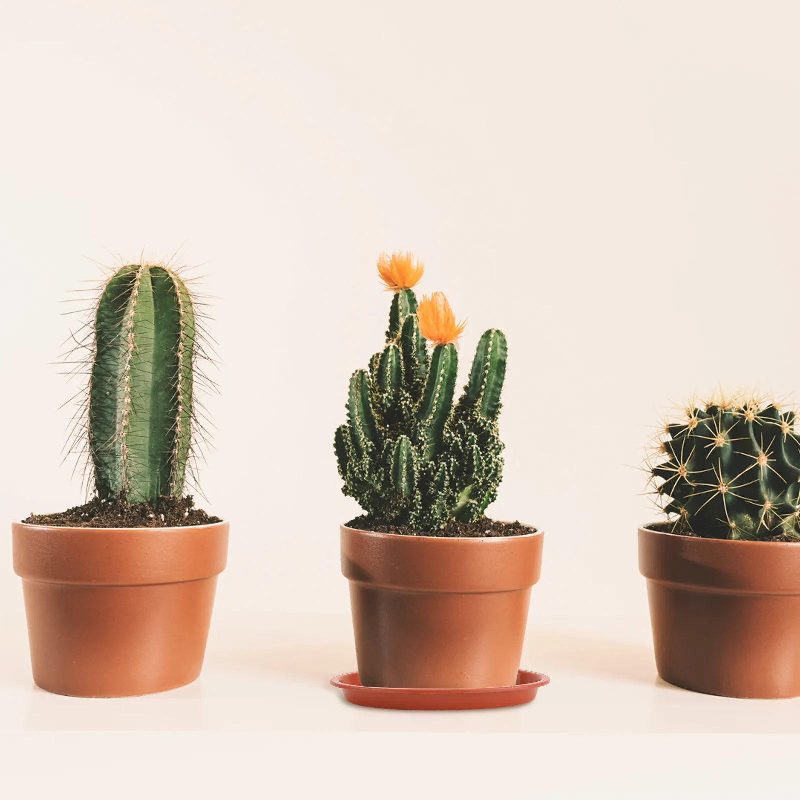 

10Pcs Potted Plant Trays Flowerpot Bases Heavy Duty Plastic Water Pan for Indoor Plants Stylish Natural Look Fits Any Home