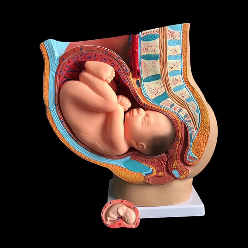 Midwifery teaching model embryo development pregnancy 9 months female pelvic with nine months fetal model