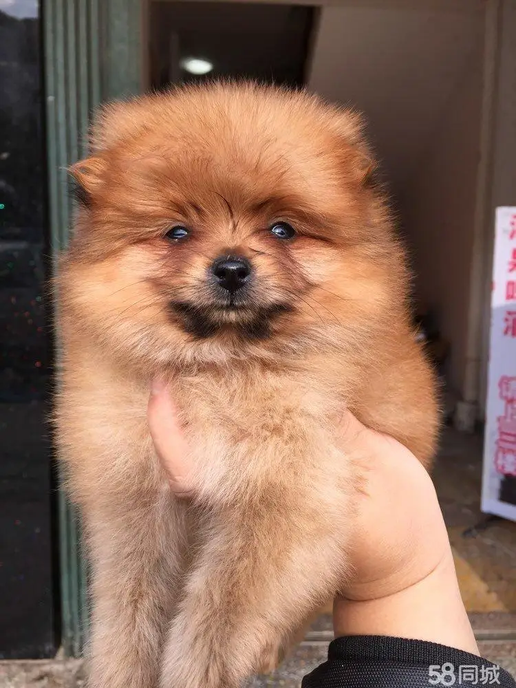 جديد الشتاء نمط الرباط الخصر سترة منتفخة عالية الرقبة سستة الدافئة القطن معطف مبطّن مقنعين مبطن أسفل سترة