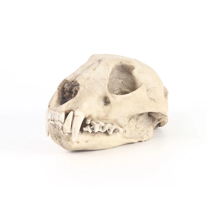 

Resin cloud leopard skeleton sketch practice classroom teaching accessories Animal skull model