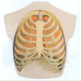 

Respiratory System Model Medical Science Human Anatomical Education Simulator Teaching Aids for Medicine College Biology and Hos