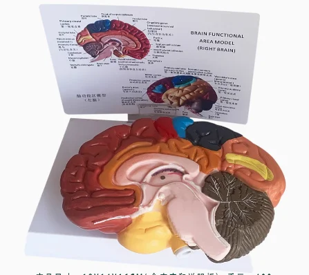 Human Right Hemisphere Brain Functional Color Partition Anatomical Model Brain Language Visual Area Brain Teaching Aids