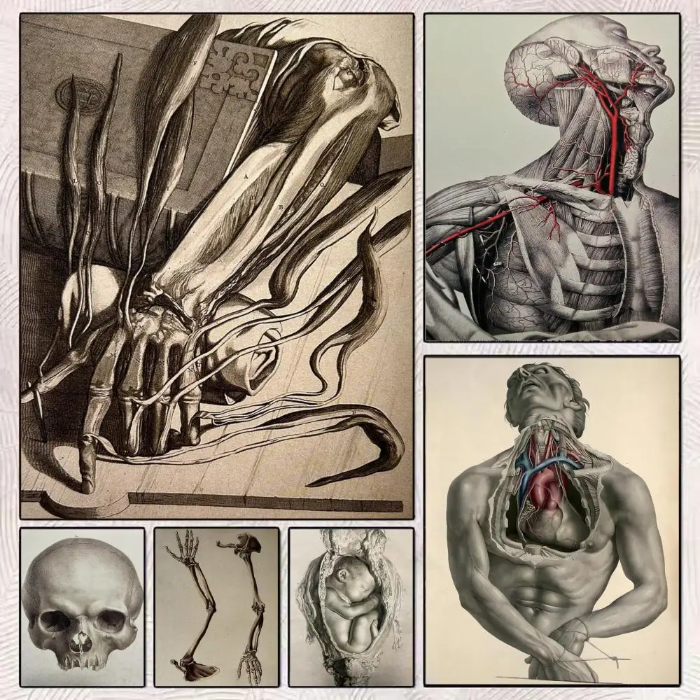 

Human Anatomy Poster HD Art Mural Wallart Waterproof Vintage Print Decor for Home Decoration DIY Durable