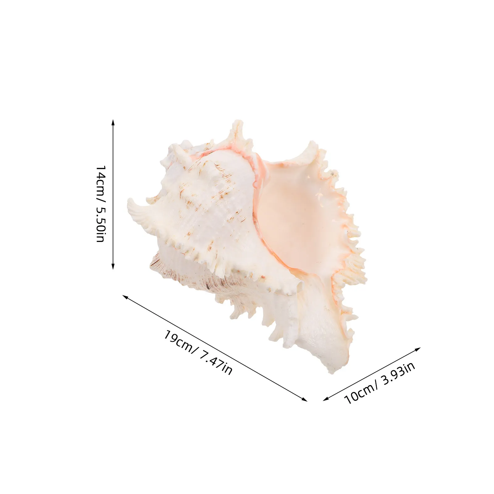 Natural Conch Shell Large Seashell for Coastal Home Decor Beach Wedding Centerpiece Ocean Themed Photo Shoot Prop Aquarium