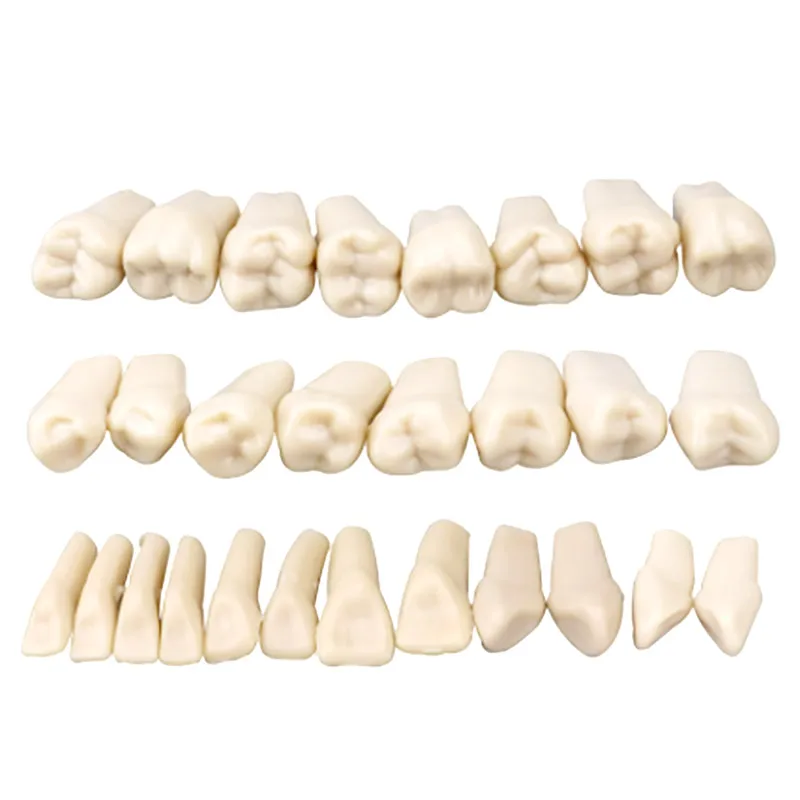 Dental Simulation Tooth Model Grain Resin Full Mouth Upper Lower Denture With Screws Tools Set for Teaching
