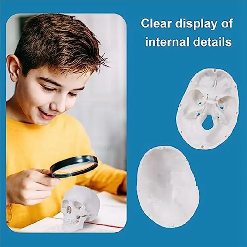 FAST-6X Mini Human Skull Model, 3 Parts Anatomical Skull Model With Removable Skull Cap And Articulated Mandible