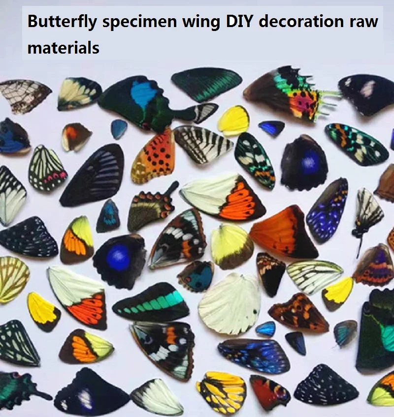 

Real butterfly specimen wings random delivery DIY jewelry crafts home decoration materials resin charms