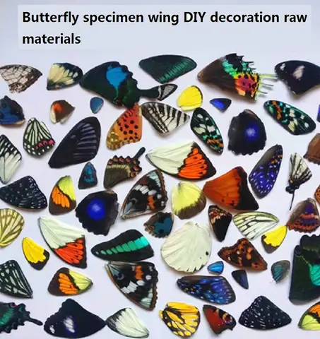 진짜 나비 견본 날개 무작위 배송 DIY 쥬얼리 공예 홈 인테리어 재료 수지 매력