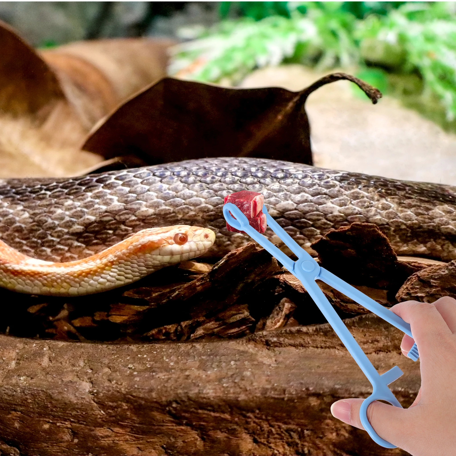 

2pcs Reptile Feeding Clips Plastic Long H Pet Tool Terrarium Tongs Lizard Tortoise Spider Scorpion Feeding Accessories