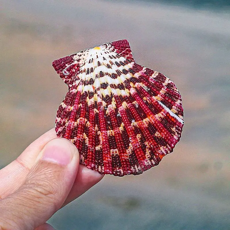 Natural Conch Shell Scallop Wedding Decoration Fish Tank Aquarium Landscaping Collection Gift Colorful Scallop Decoration