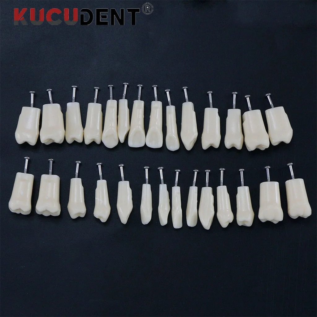 28/32Pcs Dental Resin Teeth Typodont Replacement Screw-in Tooth Model for Teaching Study Denture Practice Dentistry Accessories